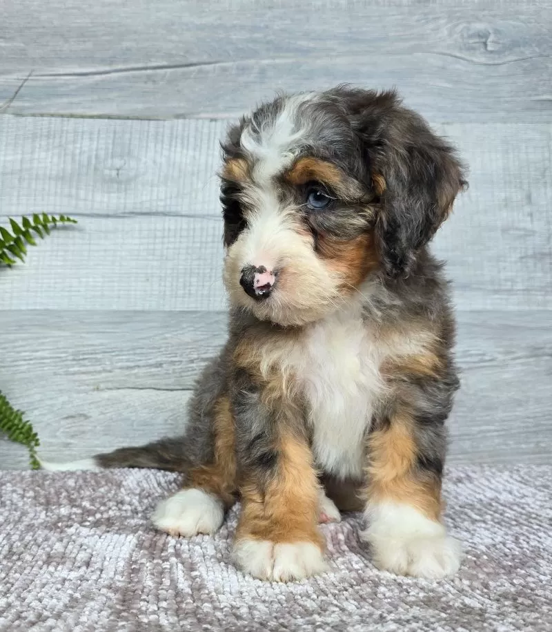 Mini Daisy