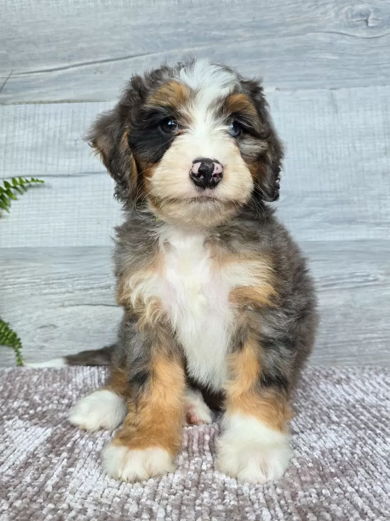 Mini Daisy