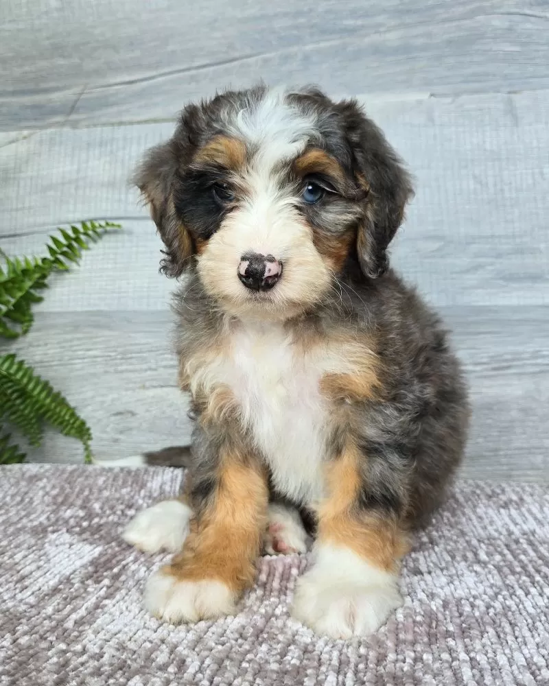 Mini Daisy