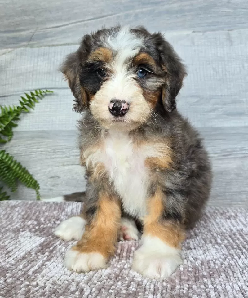 Mini Daisy