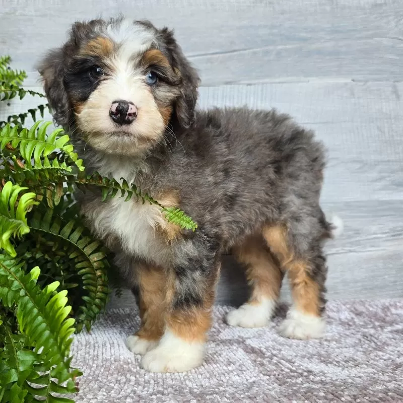 Mini Daisy