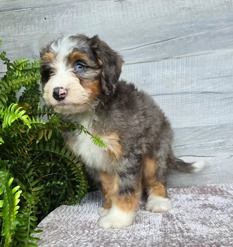 Mini Daisy