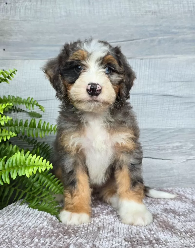 Mini Daisy