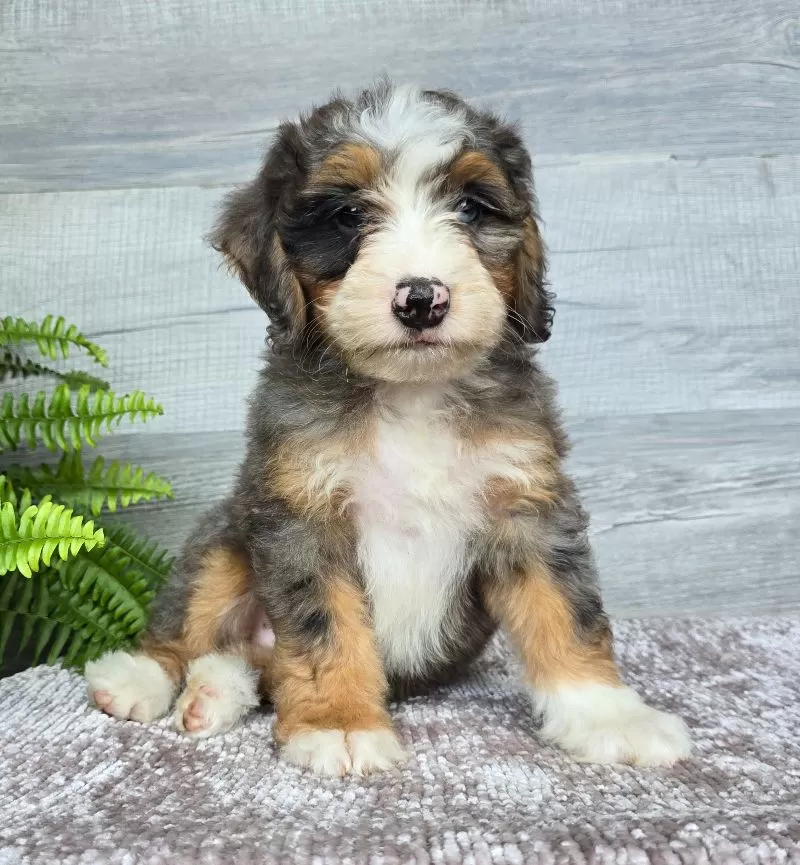 Mini Daisy