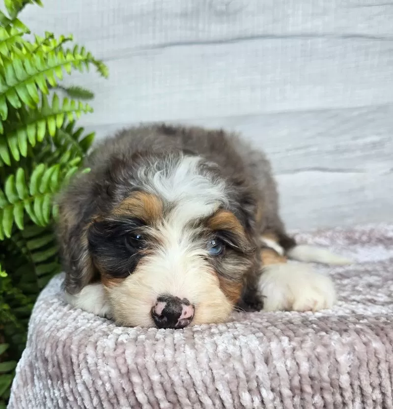 Mini Daisy