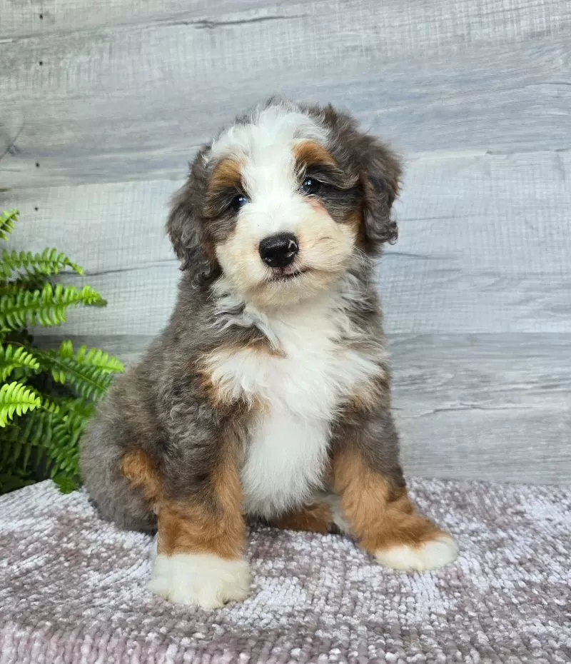 Puppy Name: Mini Remi