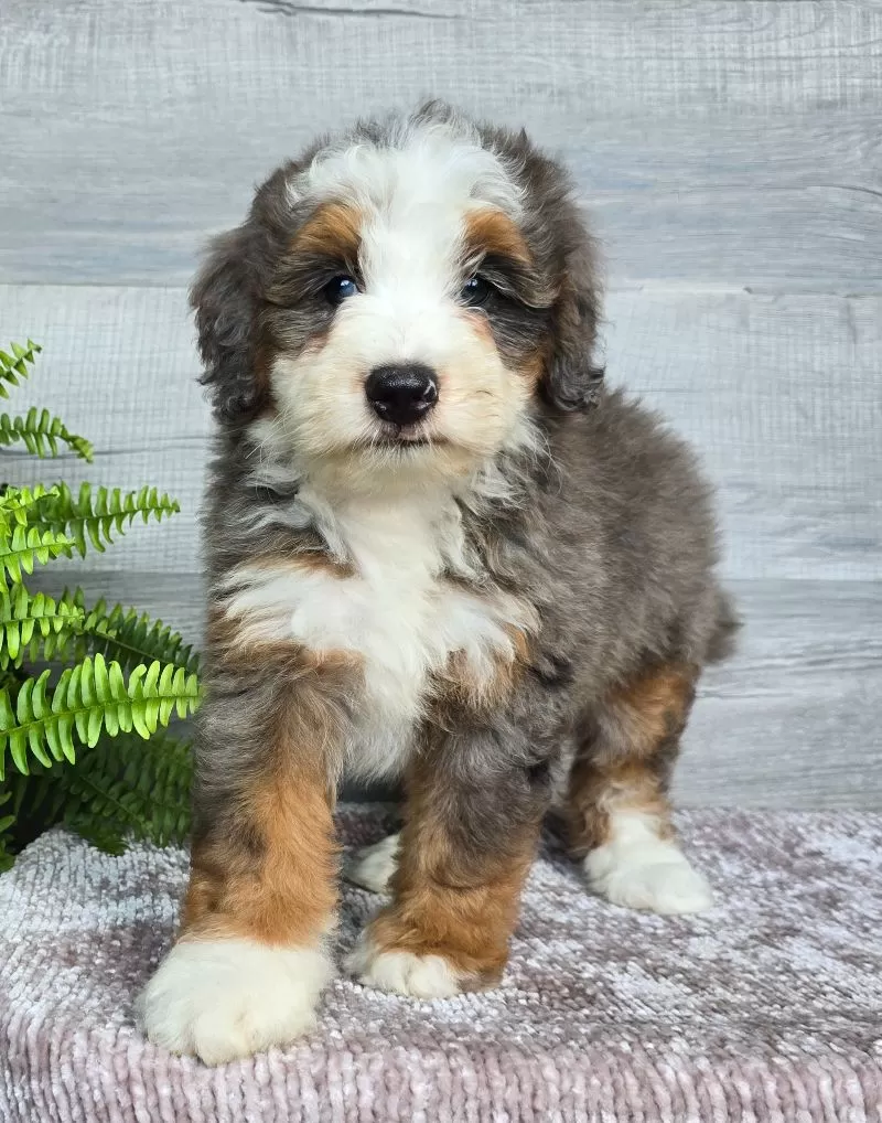 Mini Remi