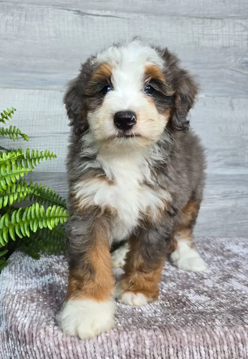 Mini Remi