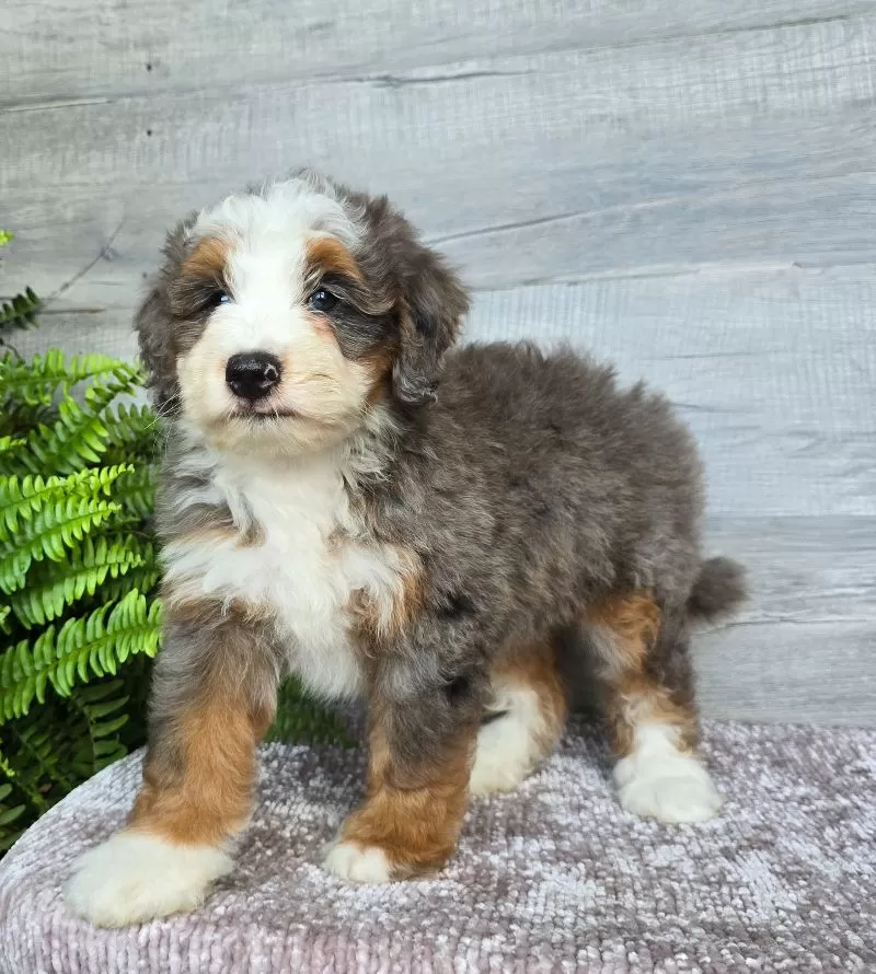Mini Remi