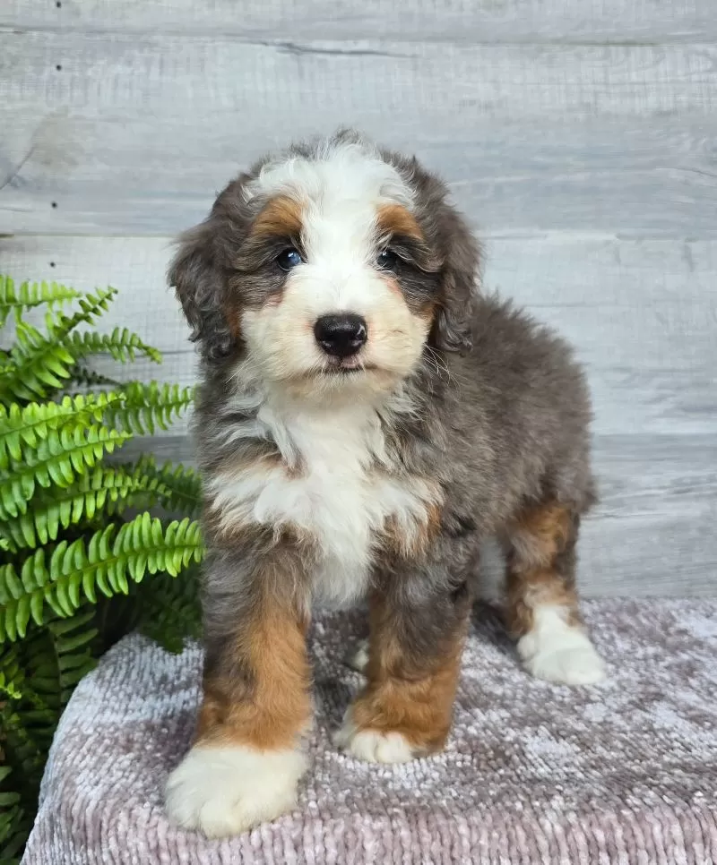 Mini Remi