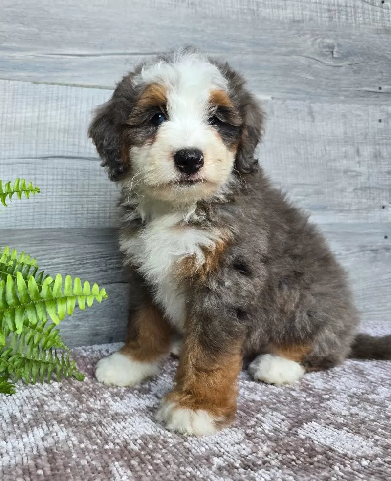 Mini Remi