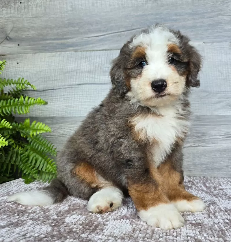 Mini Remi