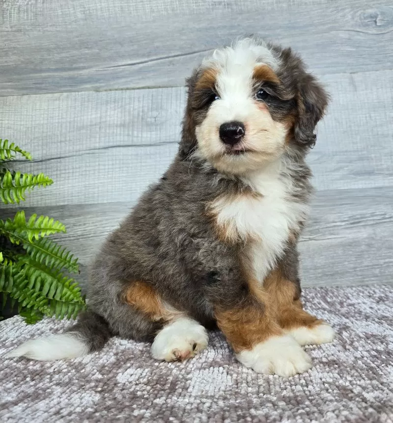 Mini Remi