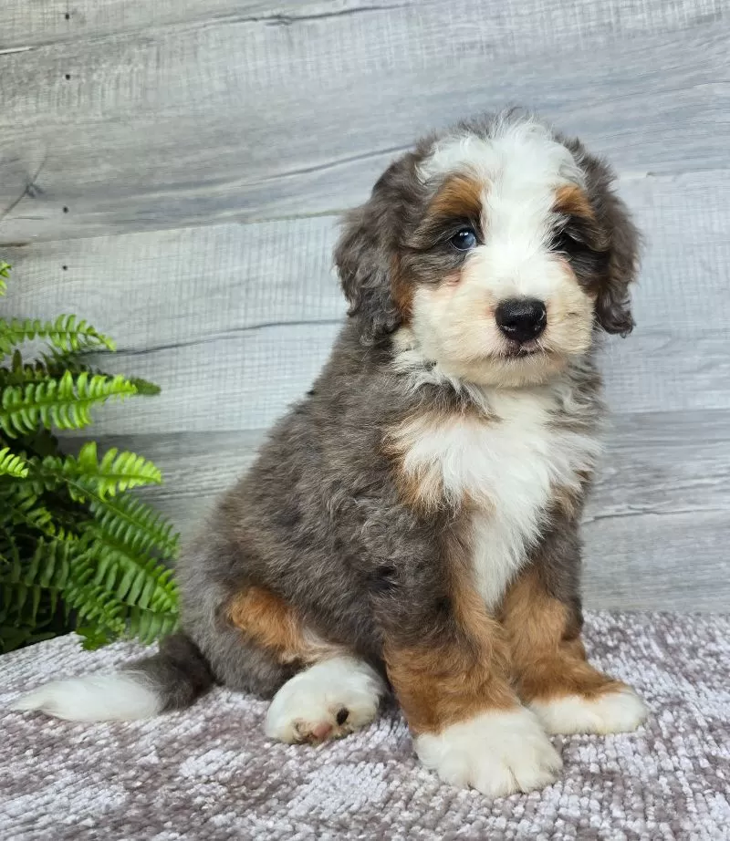 Mini Remi