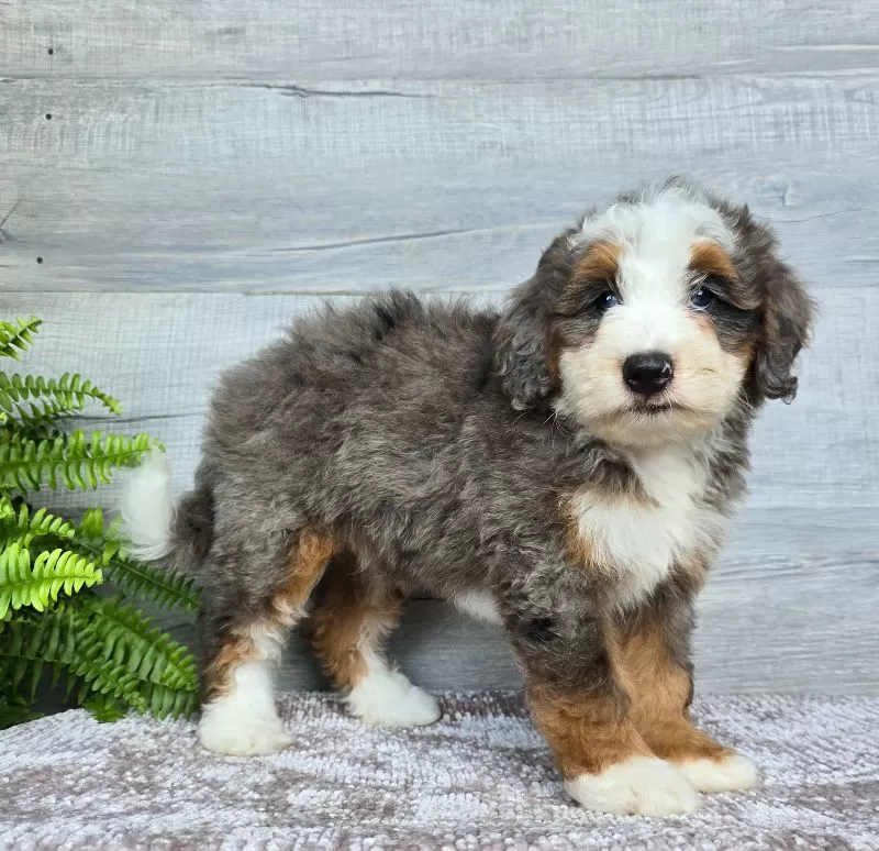 Mini Remi
