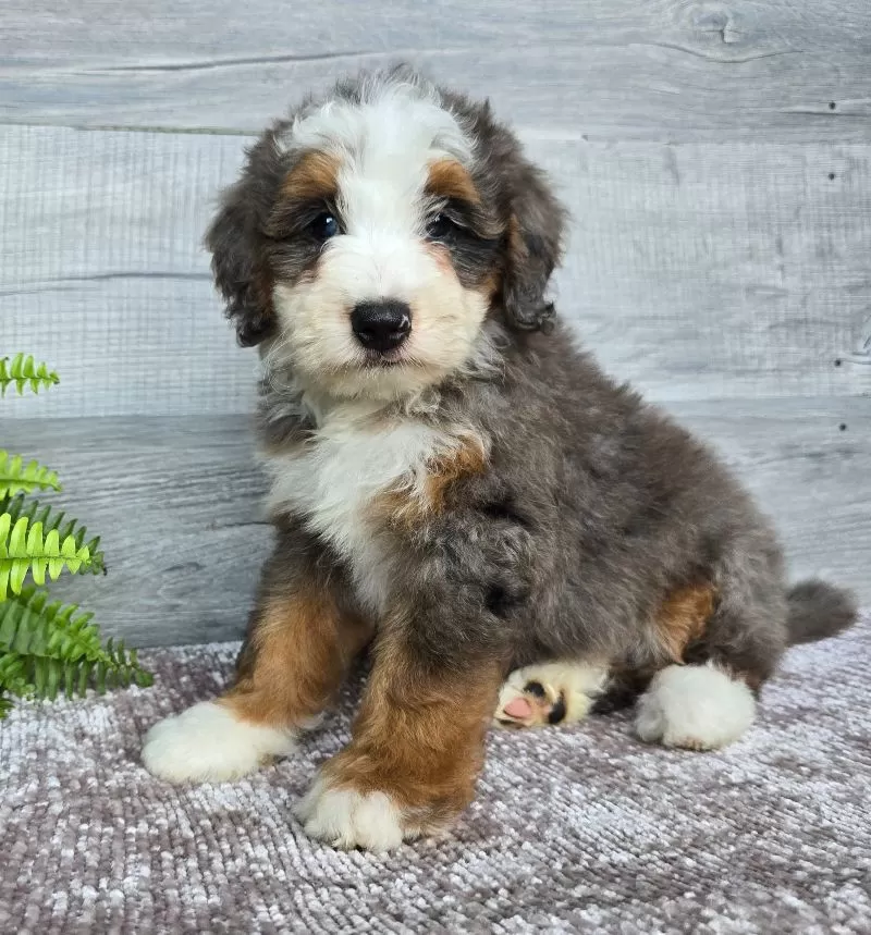 Mini Remi