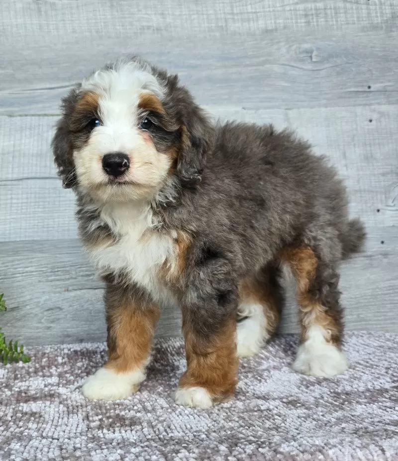 Mini Remi