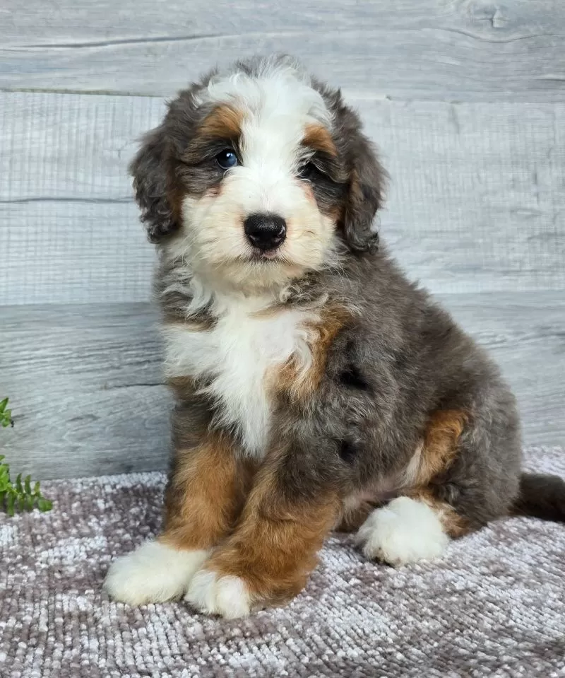 Mini Remi