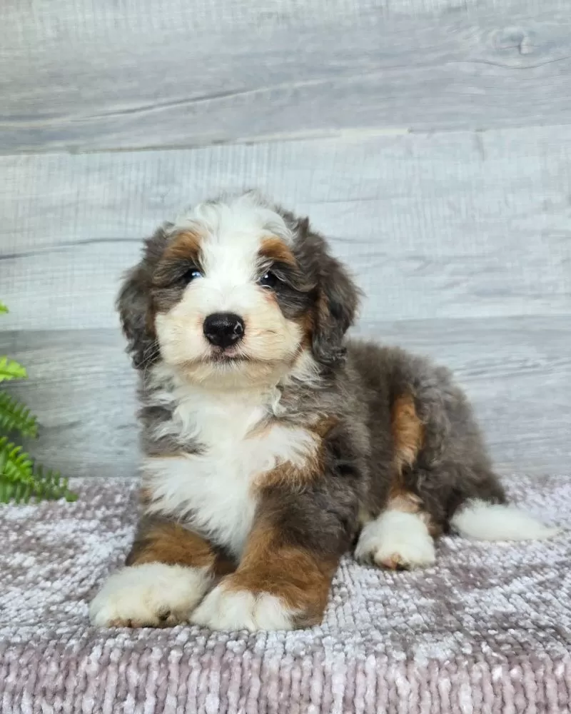 Mini Remi