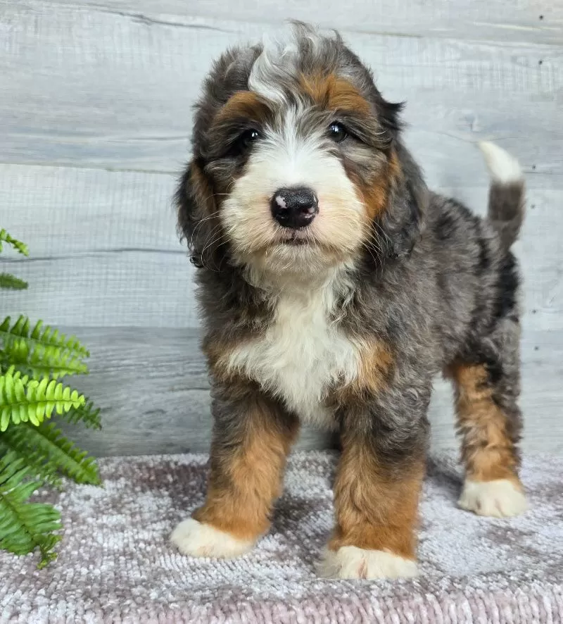 Puppy Name: Mini Jett