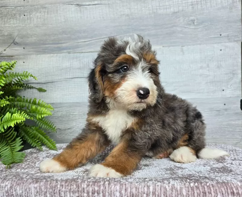Mini Jett