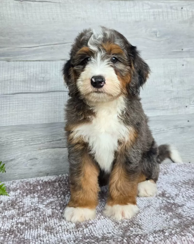 Mini Jett