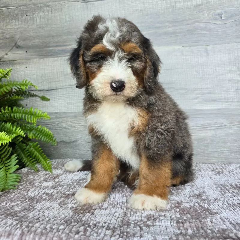 Mini Jett