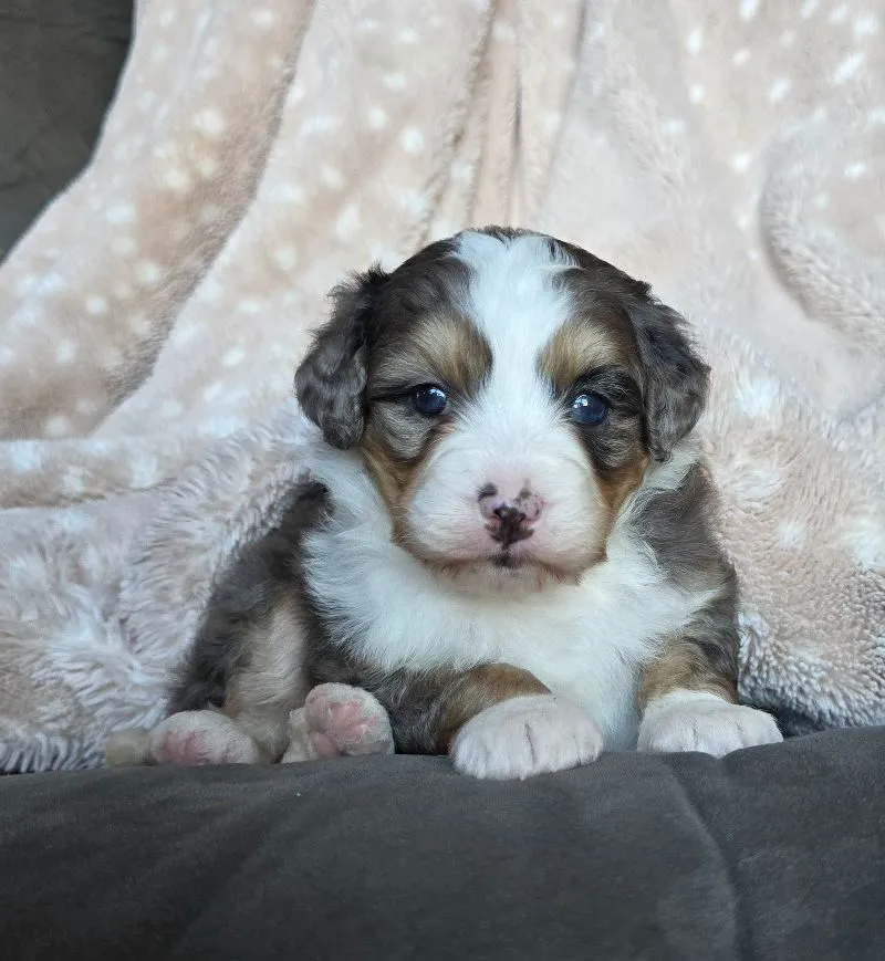 Puppy Name: Mini Stella