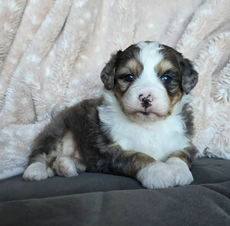 Mini Stella
