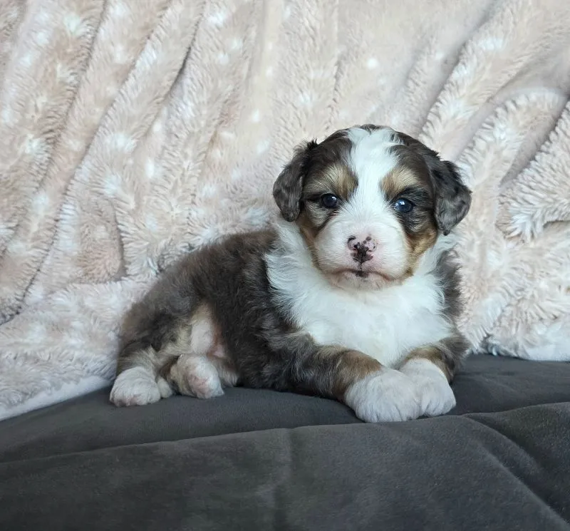 Mini Stella