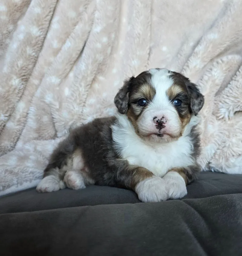 Mini Stella