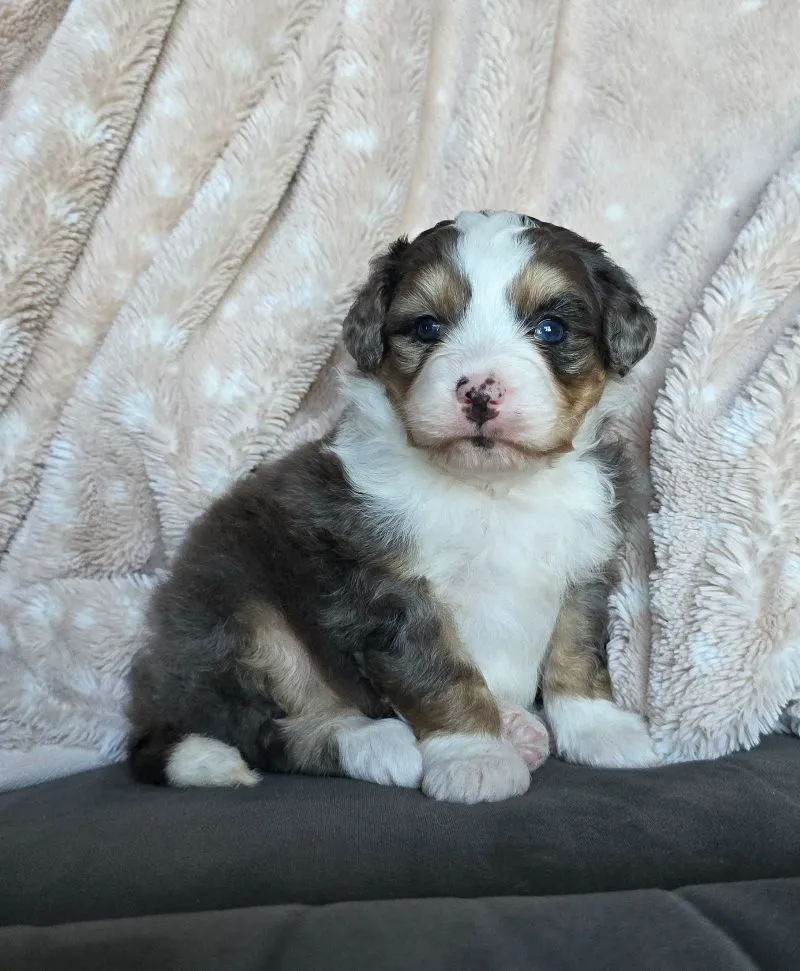 Mini Stella
