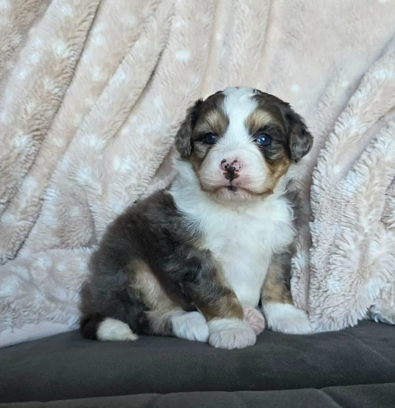 Mini Stella