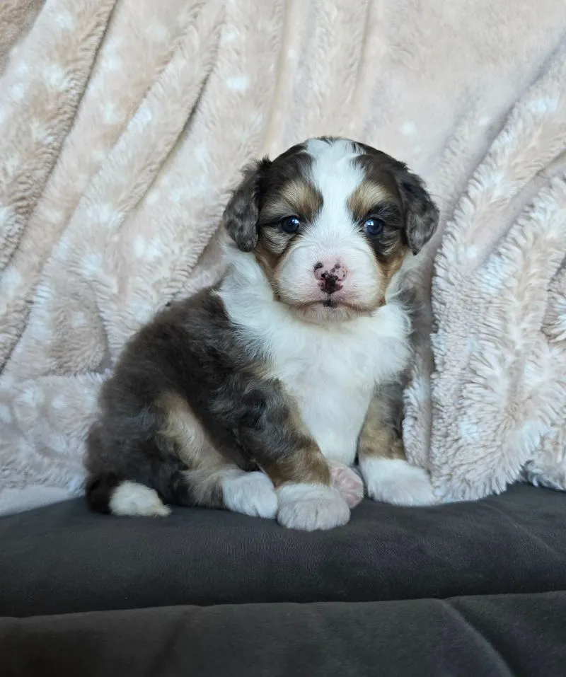Mini Stella