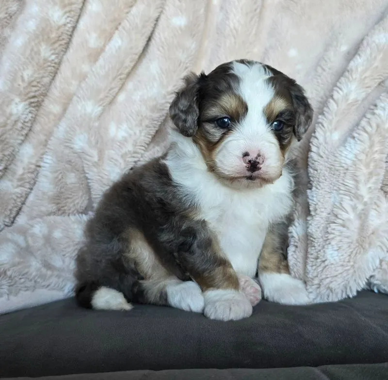 Mini Stella