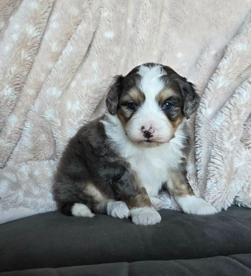 Mini Stella