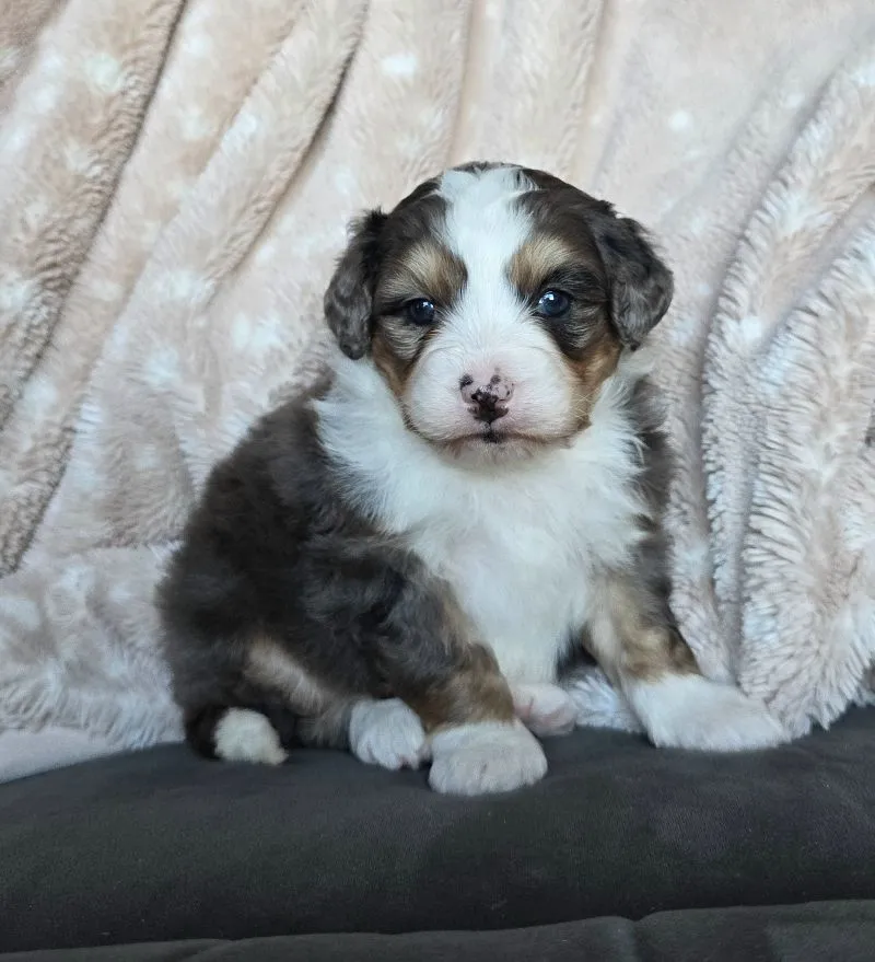 Mini Stella