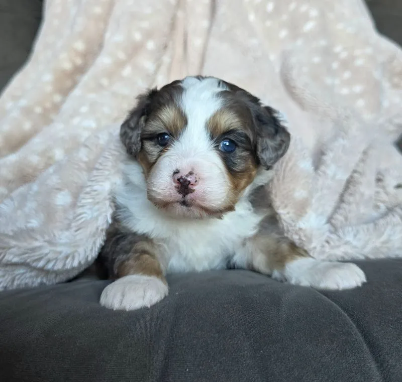 Mini Stella
