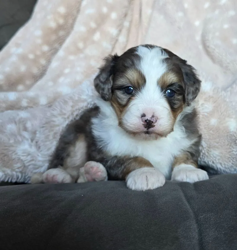 Mini Stella