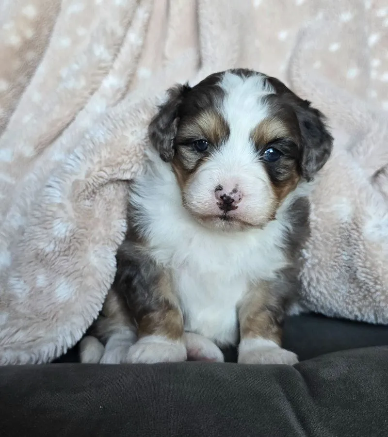 Mini Stella