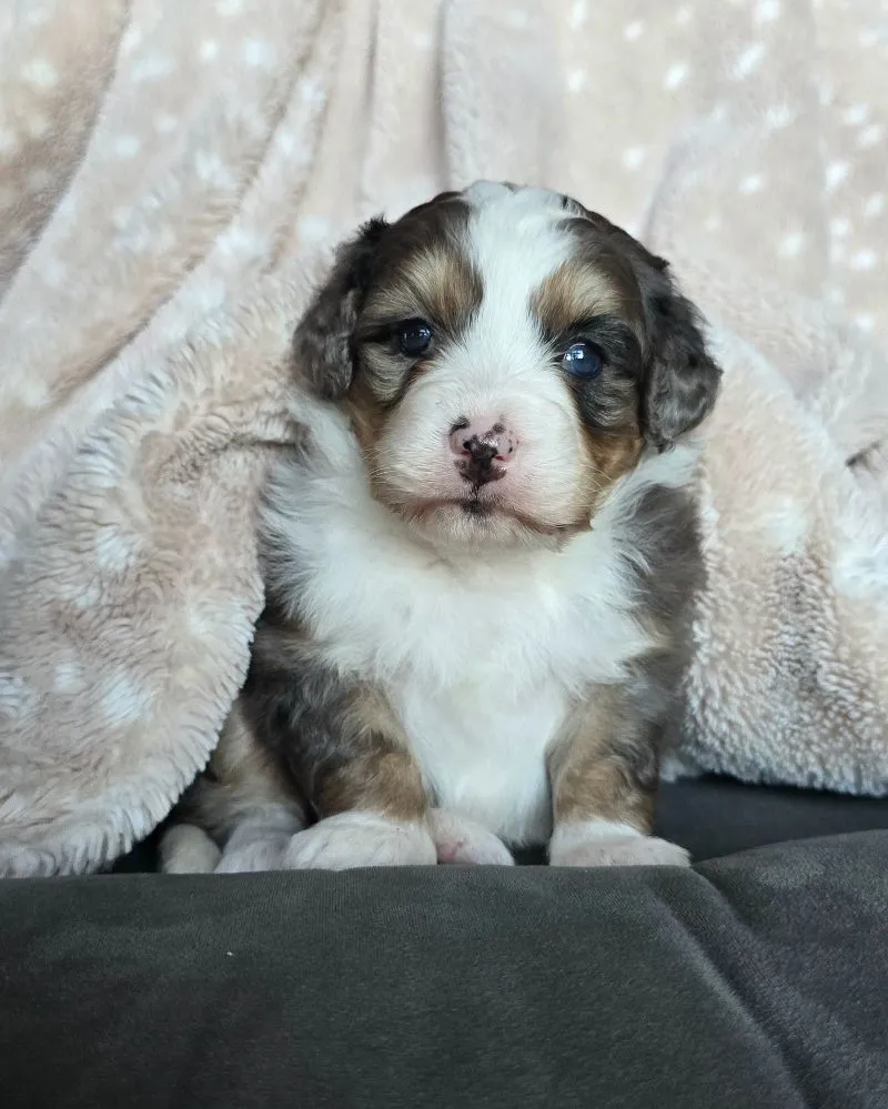 Mini Stella