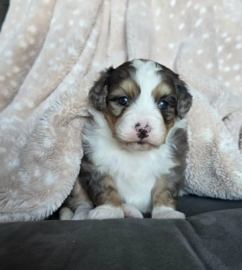 Mini Stella