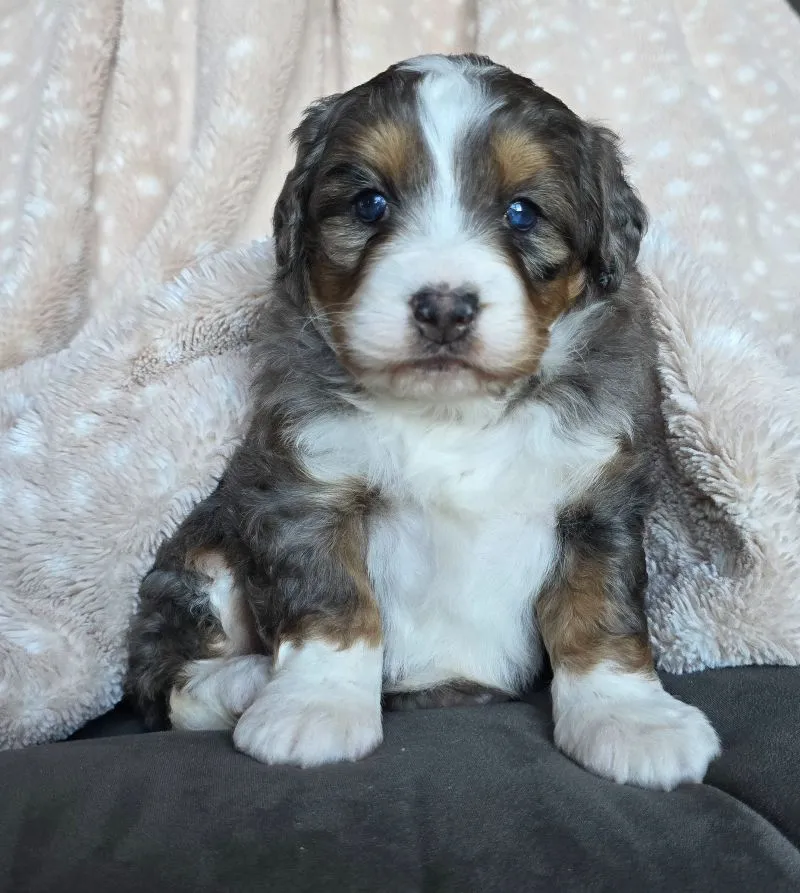 Puppy Name: Mini Chloe
