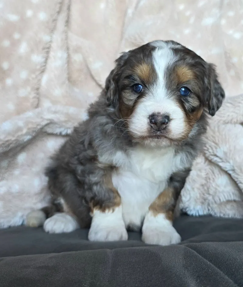 Mini Chloe