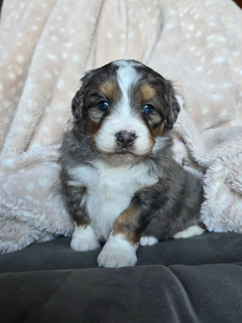 Mini Chloe
