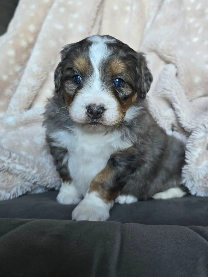 Mini Chloe