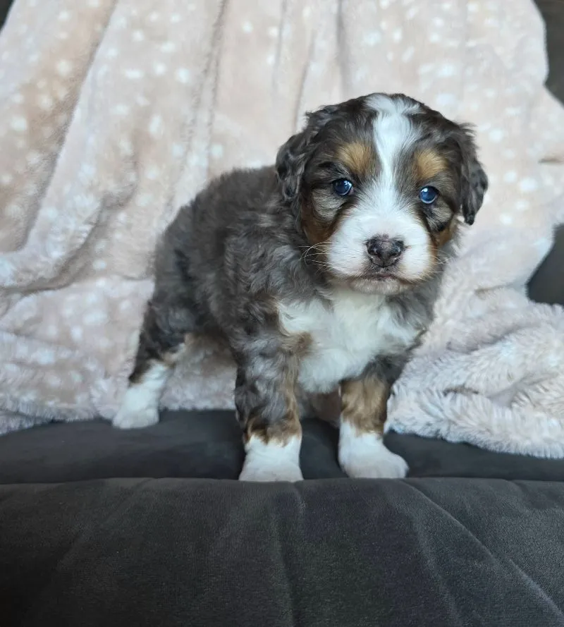 Mini Chloe