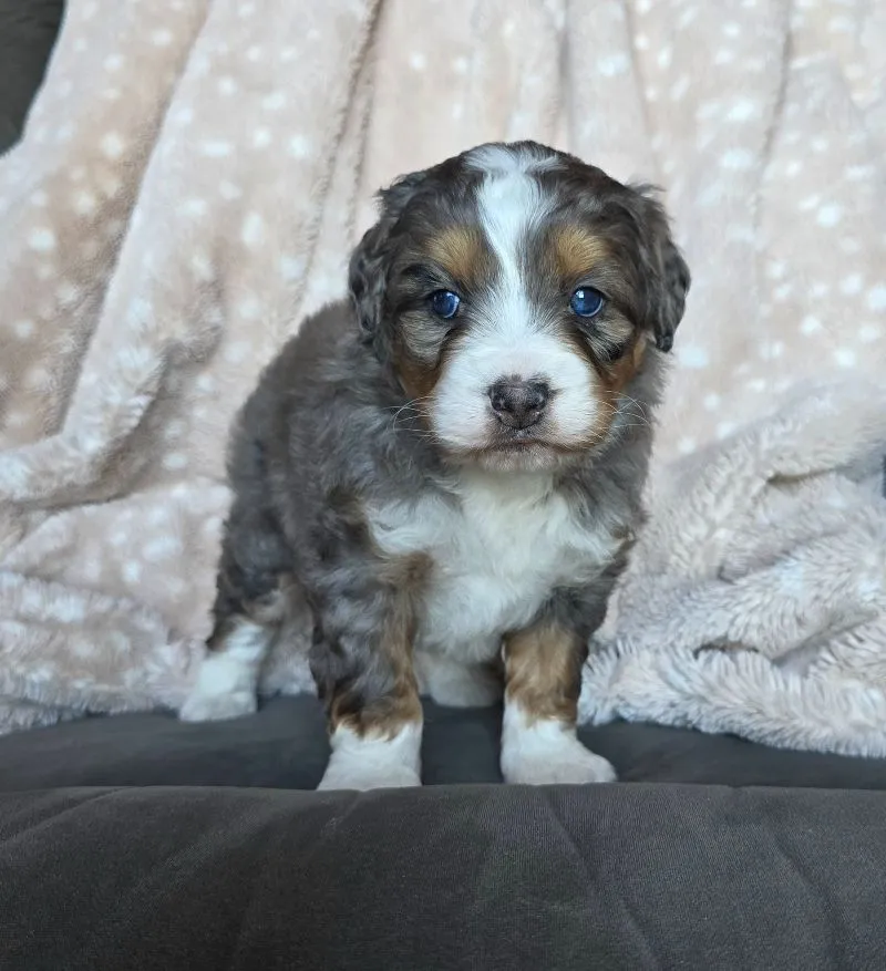 Mini Chloe