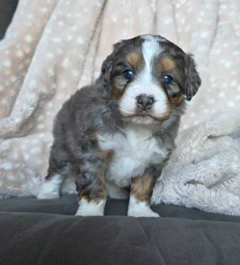 Mini Chloe