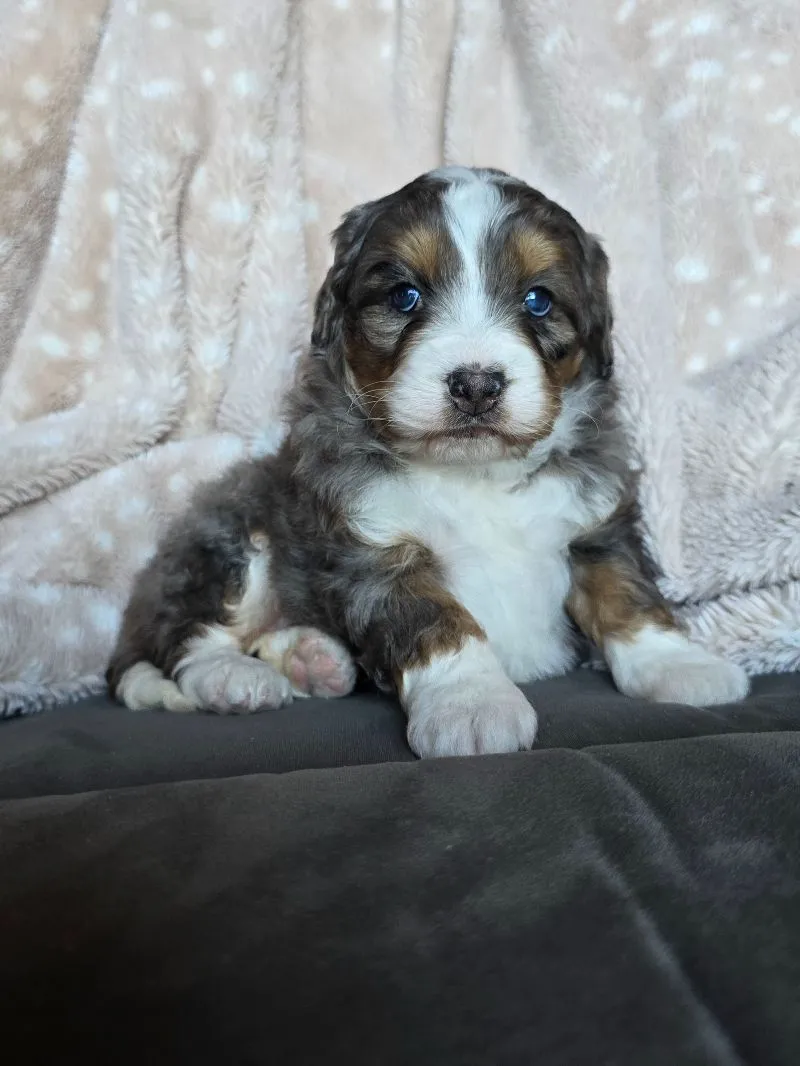 Mini Chloe